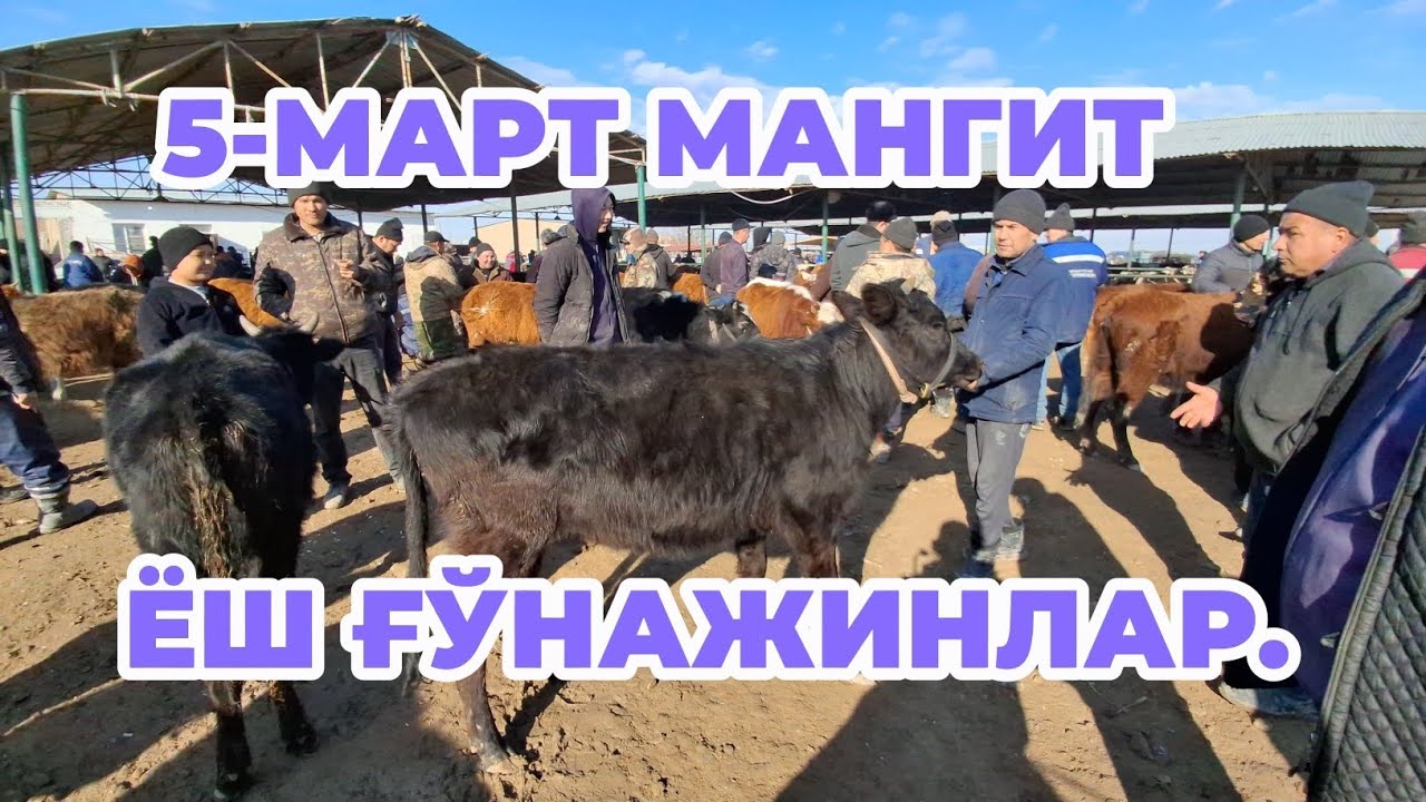 5-МАРТ МАНГИТ ЁШ ҒЎНАЖИНЛАР НАРХЛАРИ АРЗОНЛАДИМИ КЎРАМИЗ. 