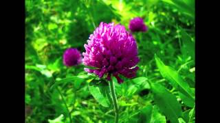 Random Wild Flowers and Musical Piano Improvisation Part 2 screenshot 5