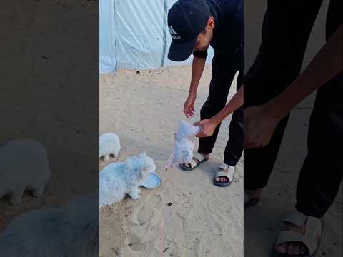 أضخم جاجة بغزة