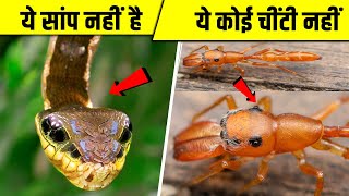 दूसरे जानवरों की मिमिक्री करते हैं ये जीव | 5 Amazing Examples of Animal Camouflage - Part 1