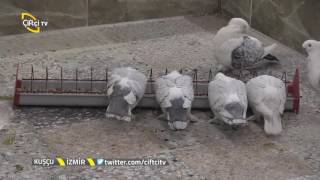 Kuşcu-Hünkari Kuşlarının Özellikleri....