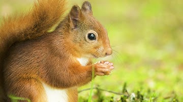 Introduction to Squirrels 4: Managing Squirrels