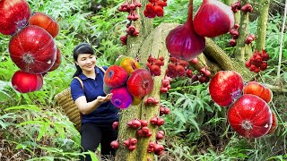 How to Harvest red Roxburgh Fig, goes to the market sell  Harvest and Cooking | Tieu Vy Daily Life