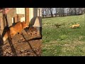 Real Life Fox And Hound Are The Best Of Friends