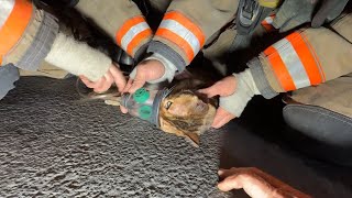 Inside look into pet rescue training efforts at Las Vegas Valley fire department