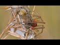 MACROVIDEO: Cheiracanthium pair on their silk nest