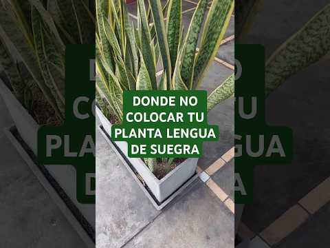 Nunca coloques tu