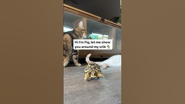 Tortoise Home Tour #reptiles #reptilelife #tortoise #pets