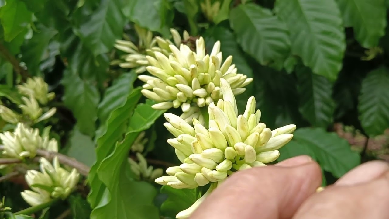 Kỹ thuật ép hoa cà phê.Chia sẽ kinh nghiệm (Tưới nước cho cà phê) Cường Tây Nguyên..