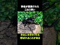 アジア最強のカブトムシ「コーカサスオオカブト」#動物 #生き物 #shorts #雑学 #豆知識 #おもしろい #昆虫