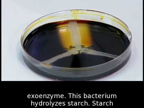 Video: Kādas baktērijas var hidrolizēt cieti?