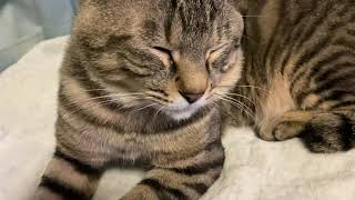 「保護猫」のんびりと過ごしています。『保護猫るるららティティ物語』 by 保護猫『るる らら ティティ』物語 55 views 2 years ago 1 minute, 51 seconds