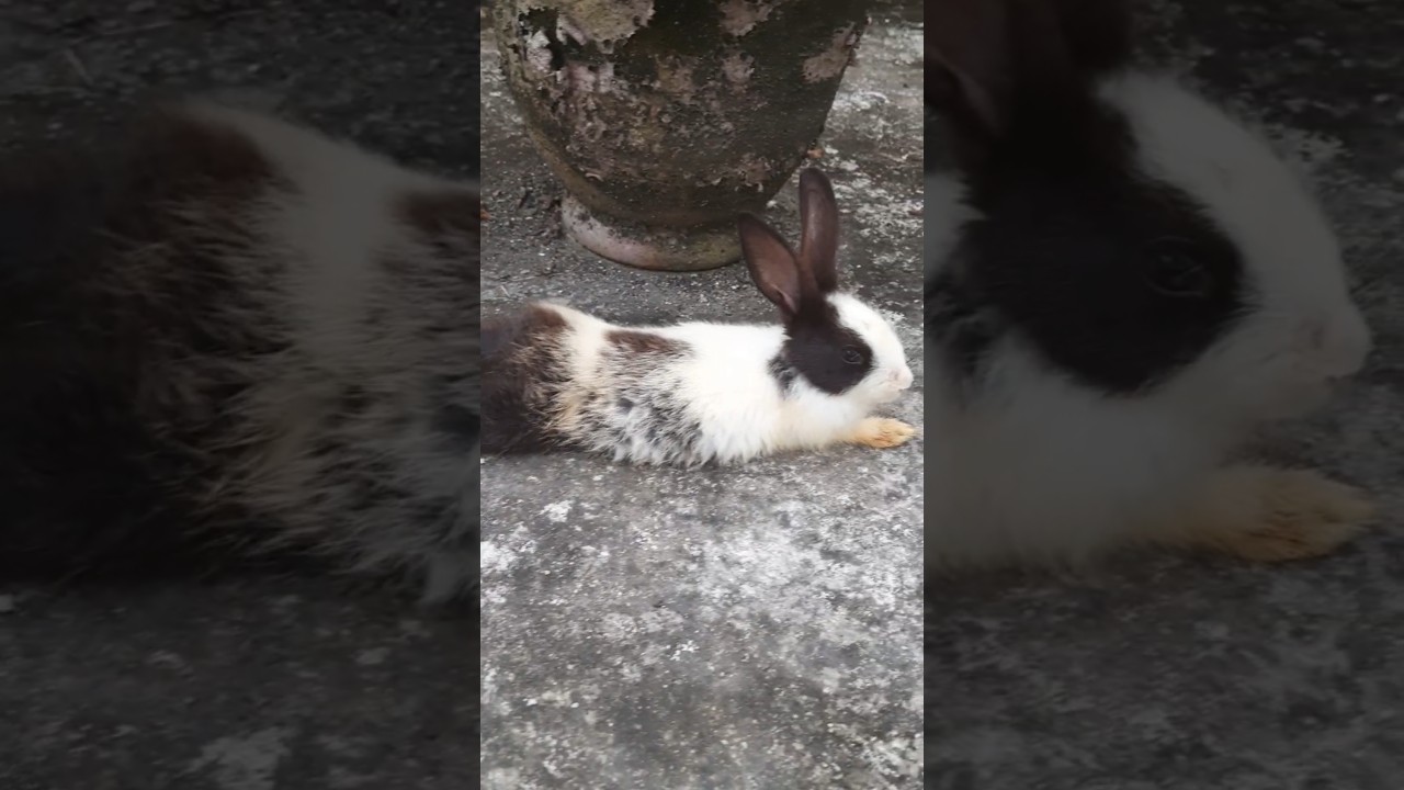 #rabbit