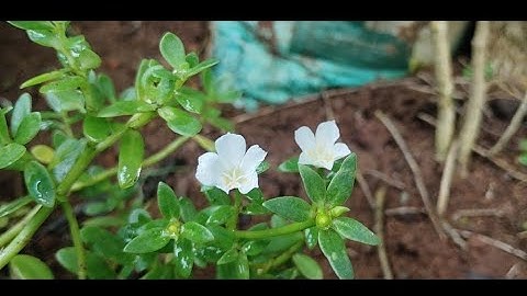 The Secret Language of Flowers 🌺