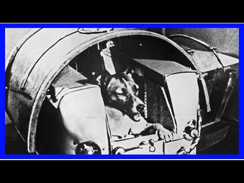 Agon Heat: Laika-die