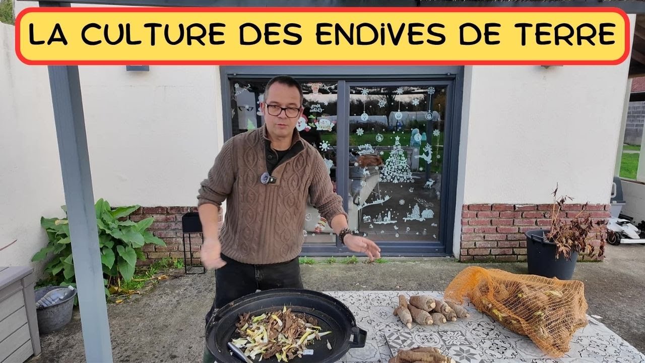 LA CULTURE DES ENDIVES DE TERRE #permaculture  #potager   #jardinage