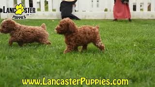 Happy Miniature Poodle Puppies