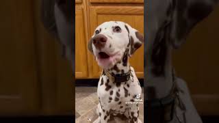 Funny dogs shorts videos #funny #lol #pets