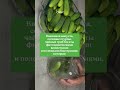 Почему нужно есть квашеную капусту каждый день