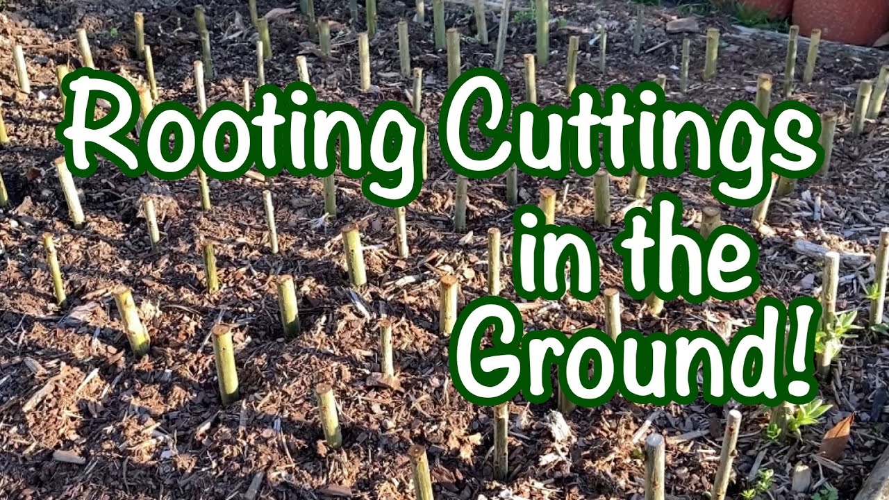 The easiest plant in the world to propagate?? Dappled willows quick update.