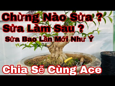Video sửa kiểng bonsai , những lưu ý khi sửa cây ,những mẹo... - youtube