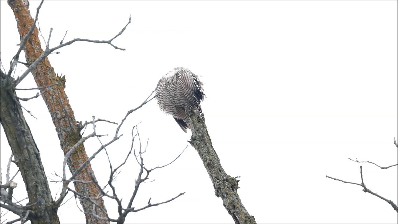 Northern Hawk-Owl, Schomberg, 12/25/19 
