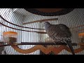 Suara Perkutut Manggung Sahutan Sama Tekukur Derkuku Mp3 - Mp4 Download