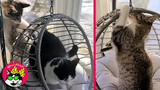 Funny Cats Don't Want to Share Cat Hammock. (Voiceovers)