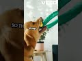 Master Muzzle Training for Your Dog!