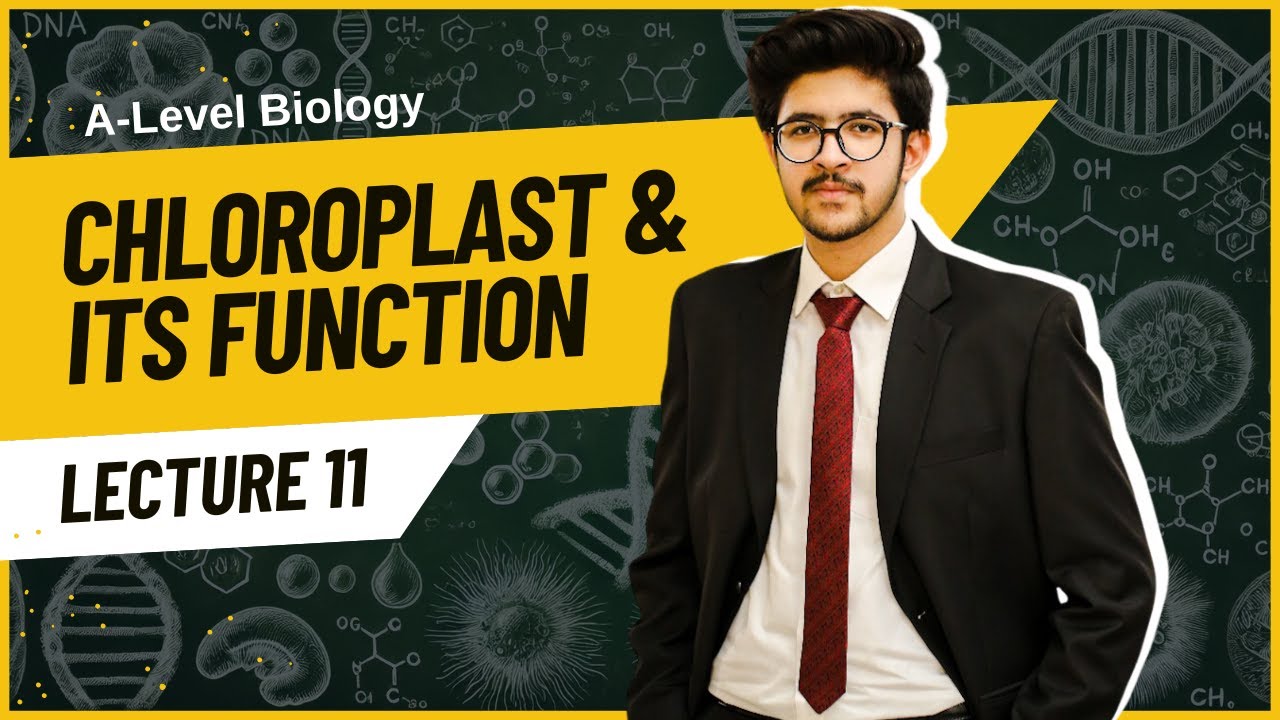 A-Level Biology | Chapter 1 Cell Structure: Chloroplast Function ...