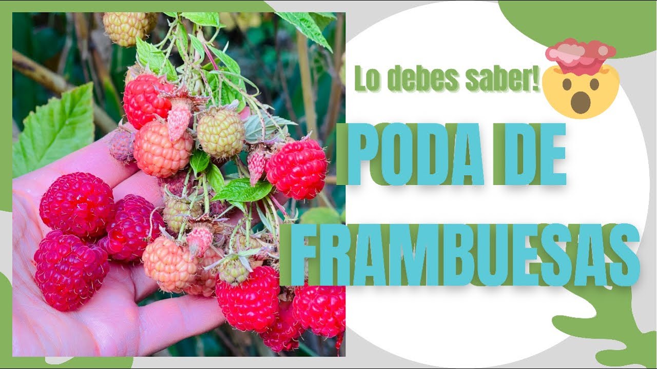 COMO PODAR FRAMBUESAS PARA TENER MEJOR CULTIVO/ Tienes que saber esto!👆