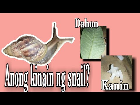 Video: Ano Ang Kinakain Ng Mga Snail