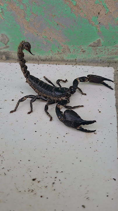 Ketemu Kalajengking? Jangan Disentuh, Bisa Beracun!