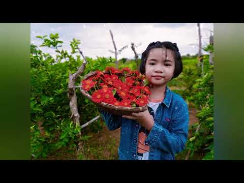 Video: Các Giống Zinnia Phổ biến: Các Loại Hoa Zinnia Khác nhau Cho Vườn