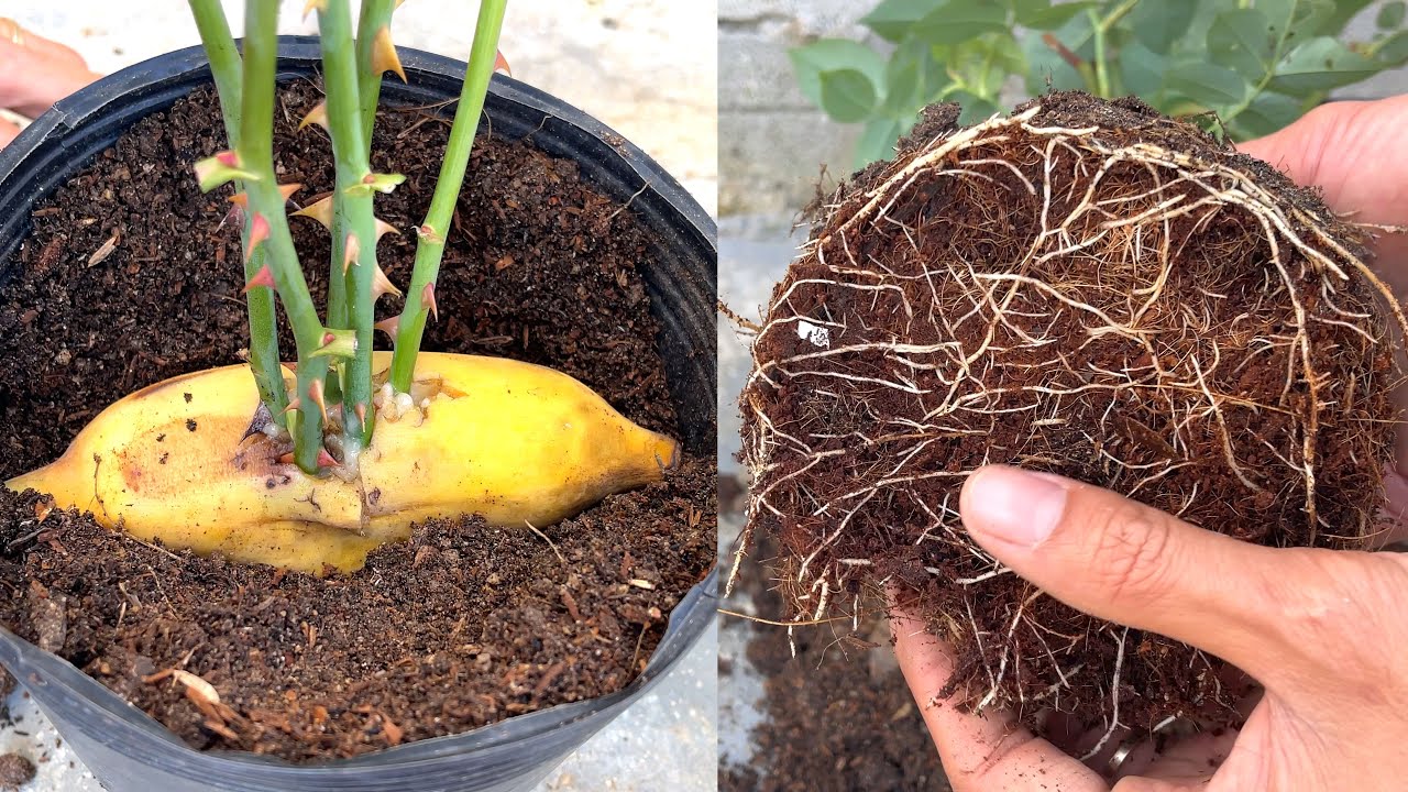 Зная это, Вы сами будете выращивать дома розы из веток.