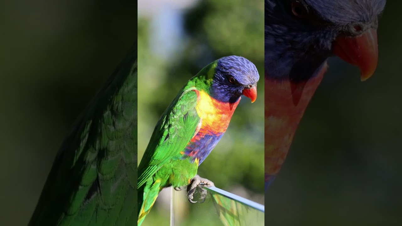 80% of Australia’s Animals Are Found Nowhere Else! 🌏🐨 