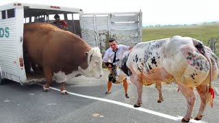 Incredible Modern Farming Transport Truck Technology. Amazing Cow Trimming Milking Harvest #Farming