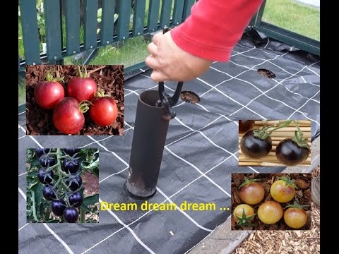 Video: Trellis Voor Tomaten (22 Foto's): Kousenbandtomaten In De Volle Grond En In De Kas. Hoe Maak Je Een Doe-het-zelf Latwerk Van Plastic Buizen?