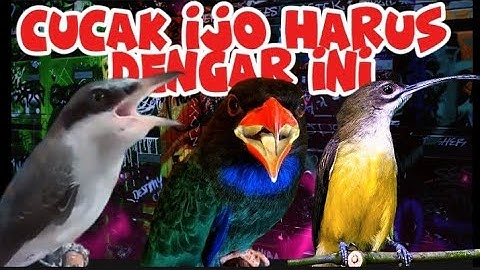 KOMBINASI VIRAL 2025 anti gagal | pijantung pisangg, tengkek buto dan jinjiingg petulak