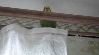А Маша хулиганка, грызет занавеску! приколы с попугаями видео А Маша хулиганка, грызет занавеску! приколы с попугаями видео