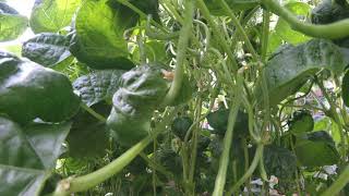 Time Lapse of Growing Kentucky Wonder Pole Beans