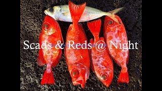SCADS & REDS AT NIGHT!