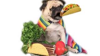 Pug Eating a Taco Gif