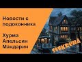 Хурма. Апельсин. Мандарин/ Новости с подоконника 7 апреля