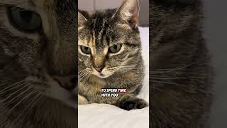 👉Don’t make these five mistakes 🐈‍⬛ #catlady #funnycats #catcare #petlover