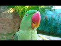 Alexandrine Parrot Natural Sounds