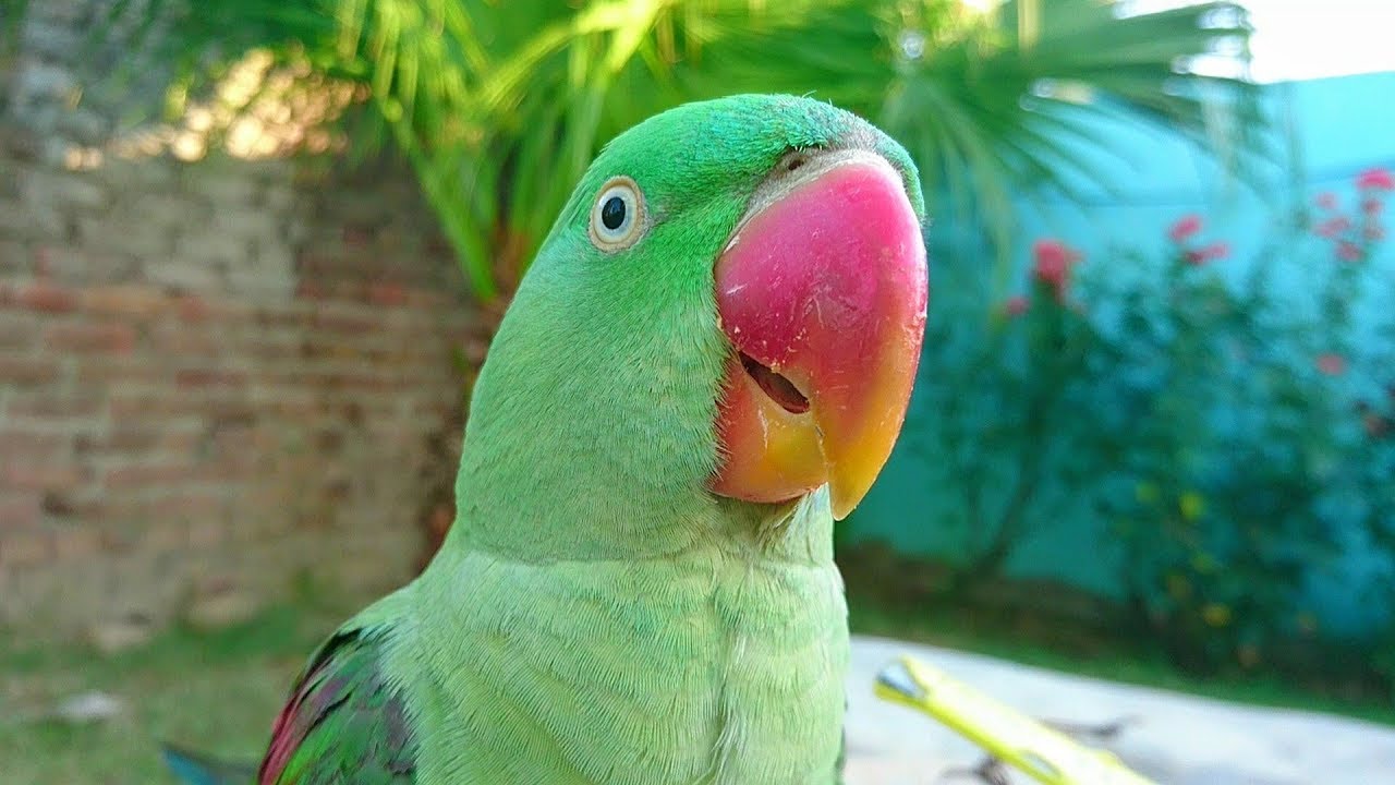 Alexandrine Parrot Natural Sounds