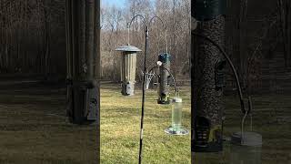 Bird Feeder Live View