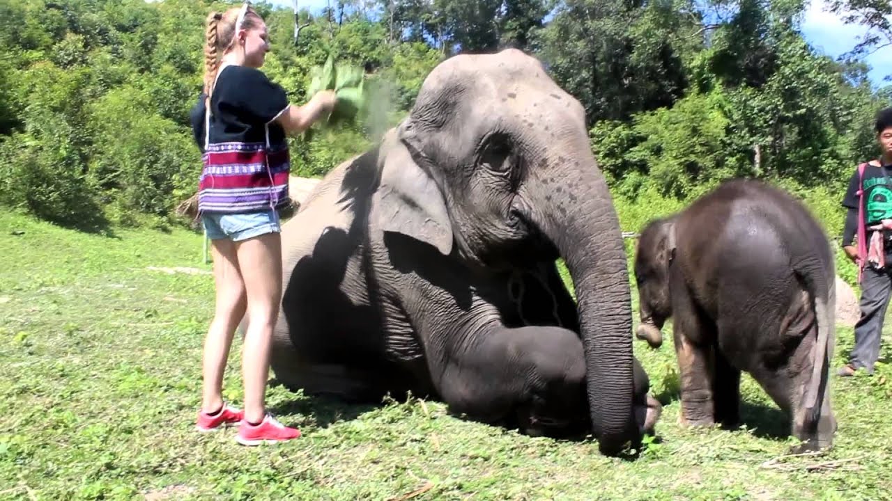 Karen's Tribe Native Elephants YouTube