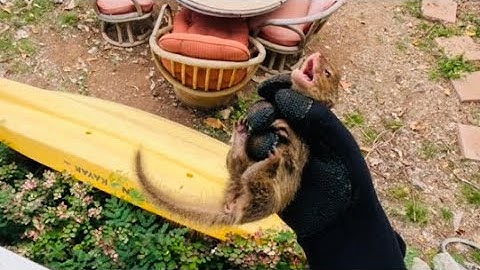 Catching a MONGOOSE with my hands!